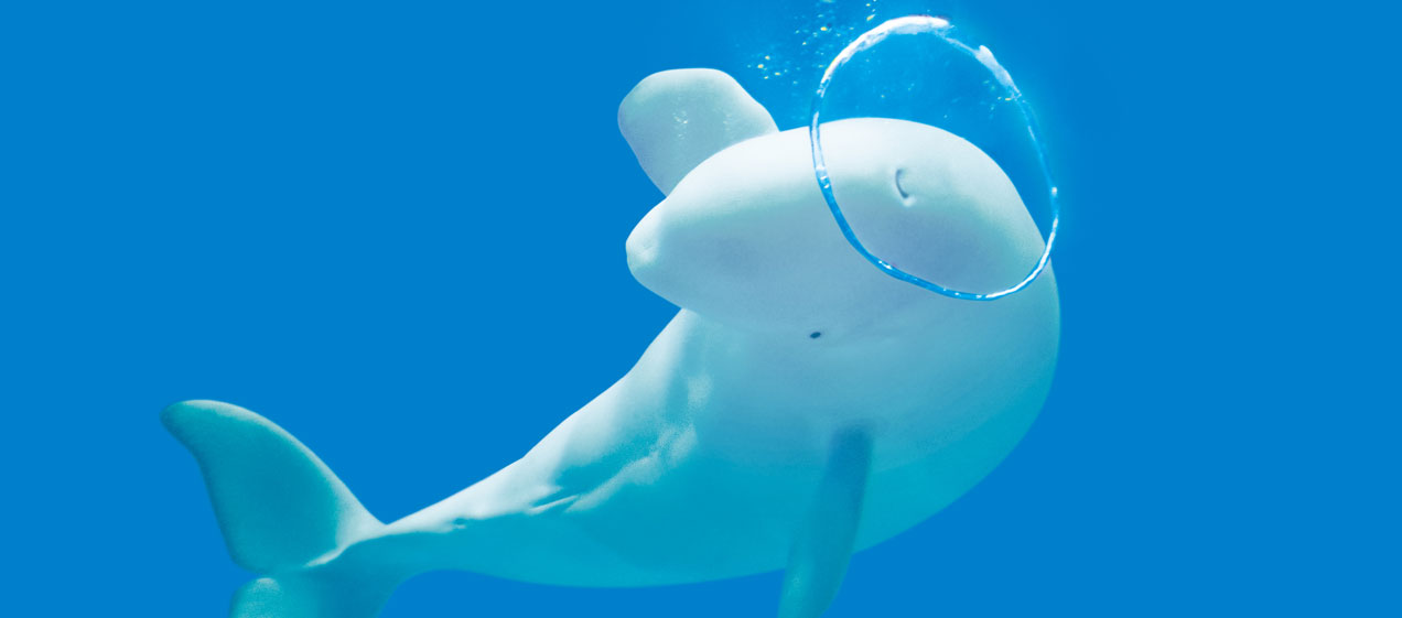 島根県立しまね海洋館アクアス