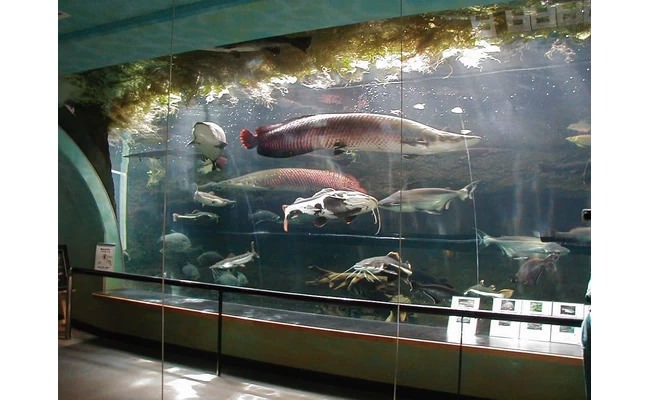 魚之館