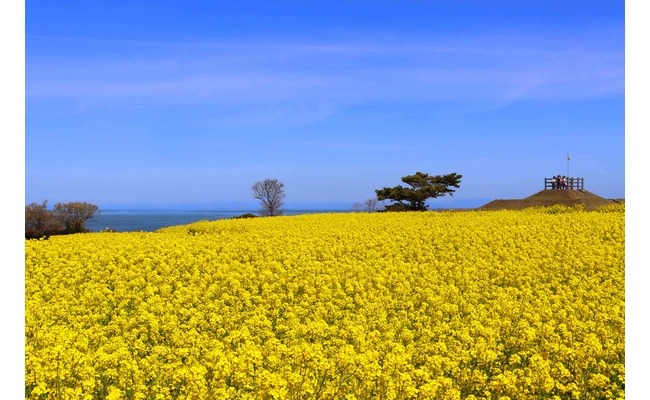 長崎鼻 菜花