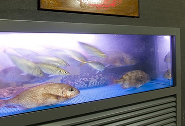 海山鮮 成駒屋