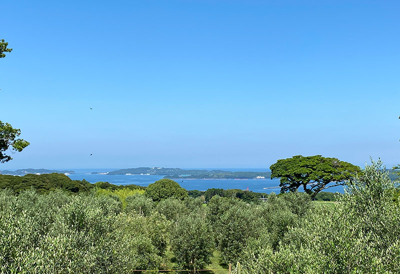 壱岐オリーブ園