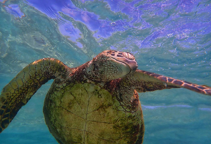 ハーミットクラブ