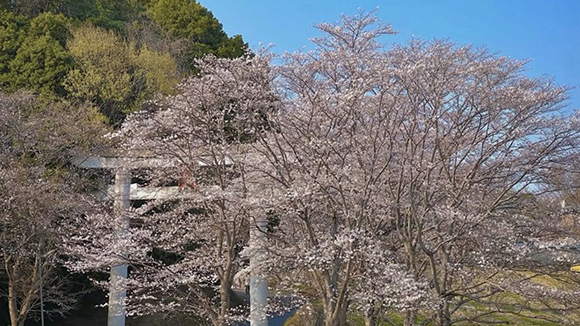 春の画像1