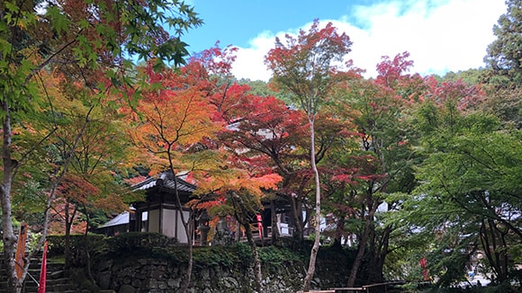 秋の画像1