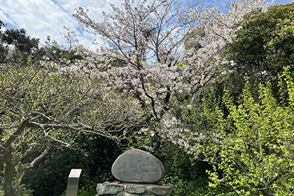 春の画像2