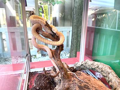 蛇窪神社＞東京供奉“白蛇大人”的心願成就神社｜品川・自由が丘・羽田的