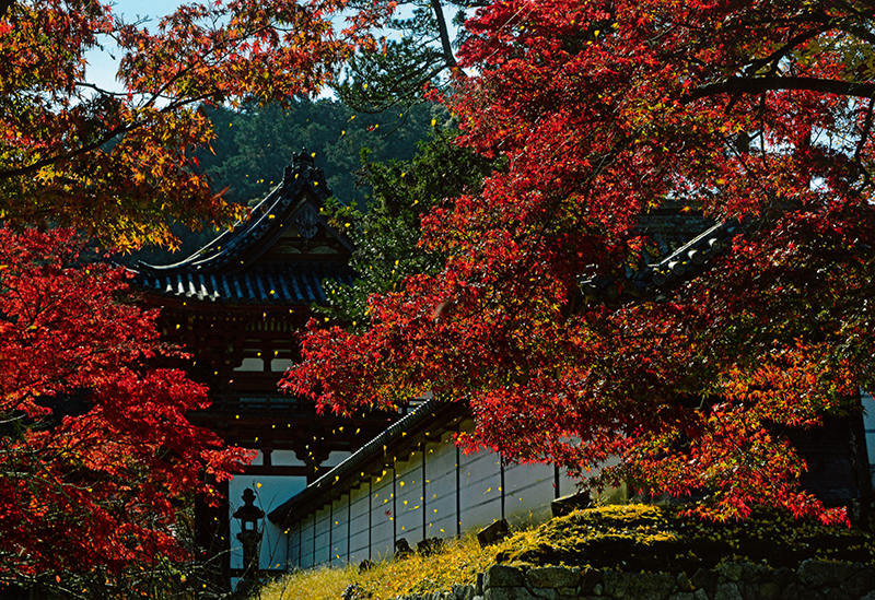 天野山金剛寺