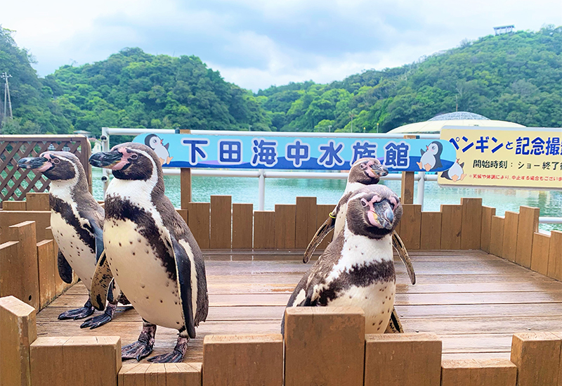 下田海中水族館