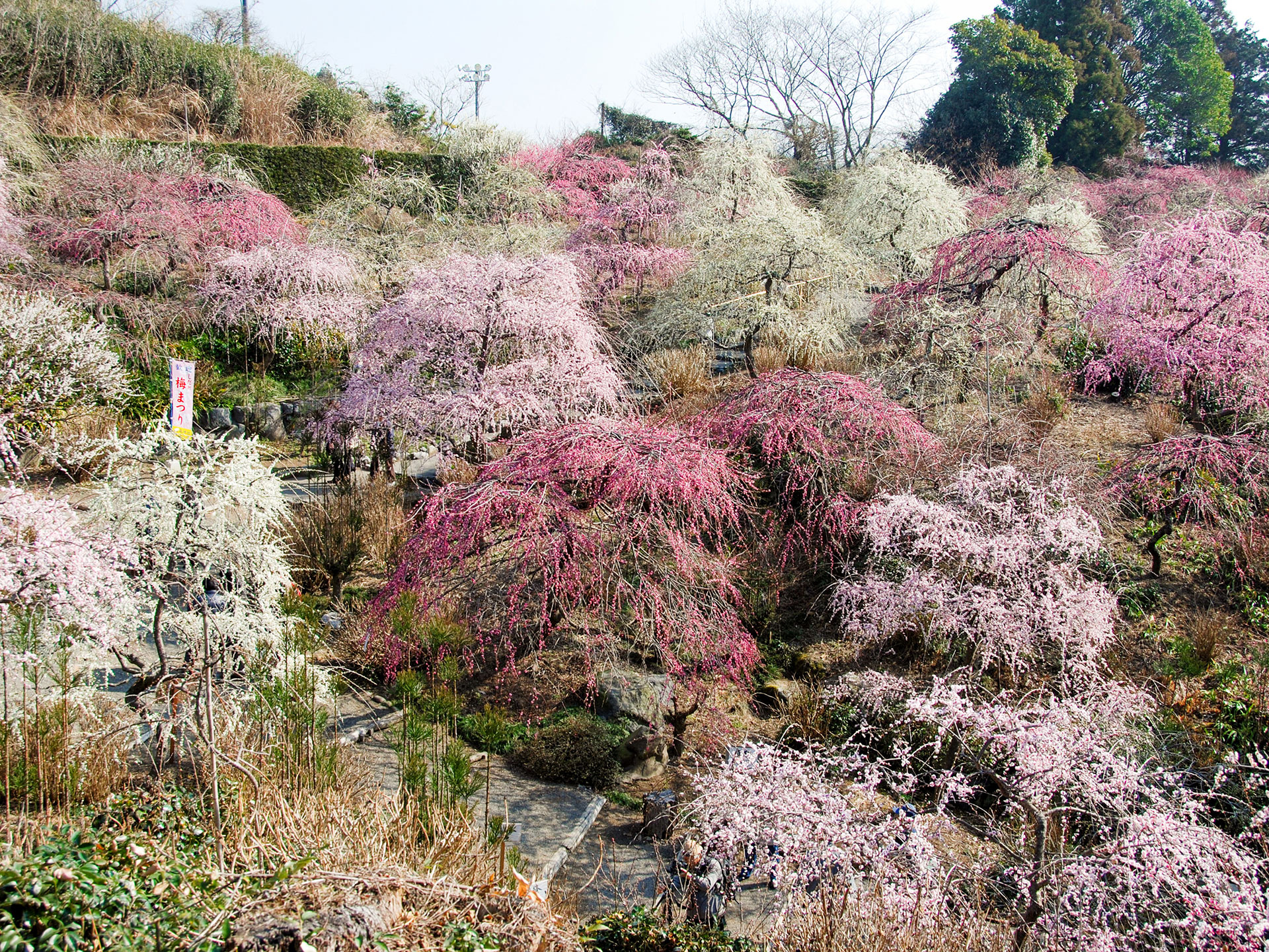 龍尾神社