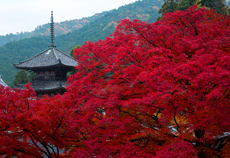 壷阪寺