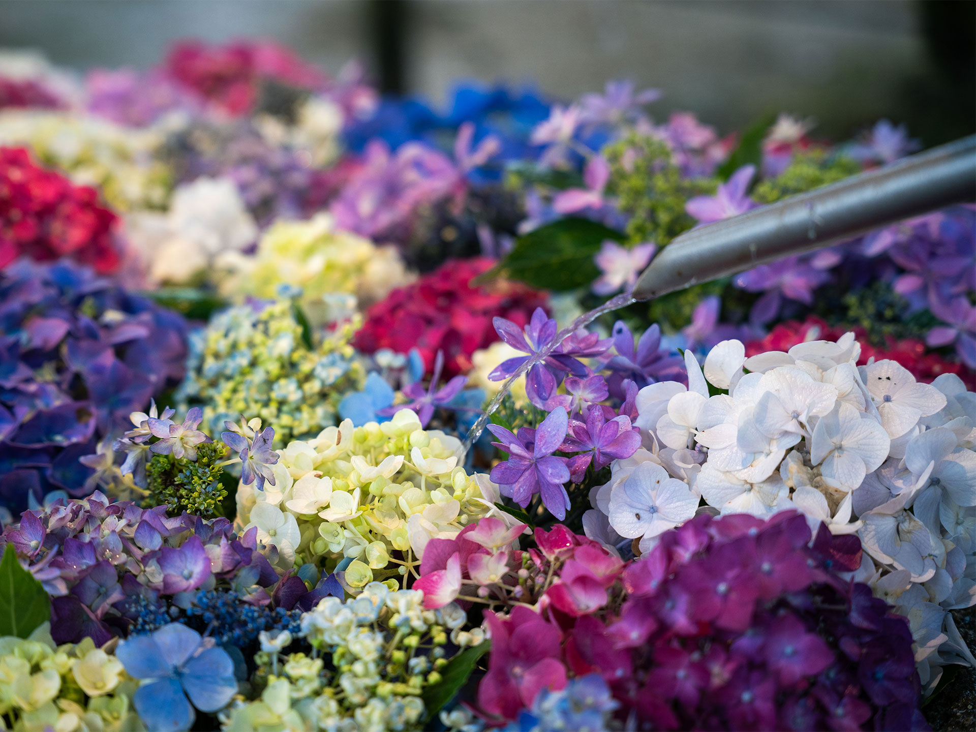 宝満宮 竈門神社
