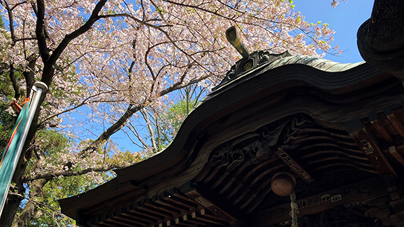 春の画像1