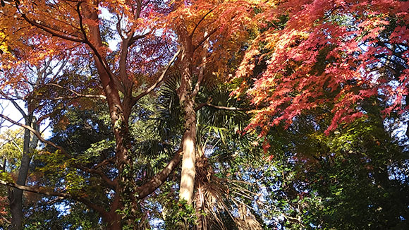 秋の画像1