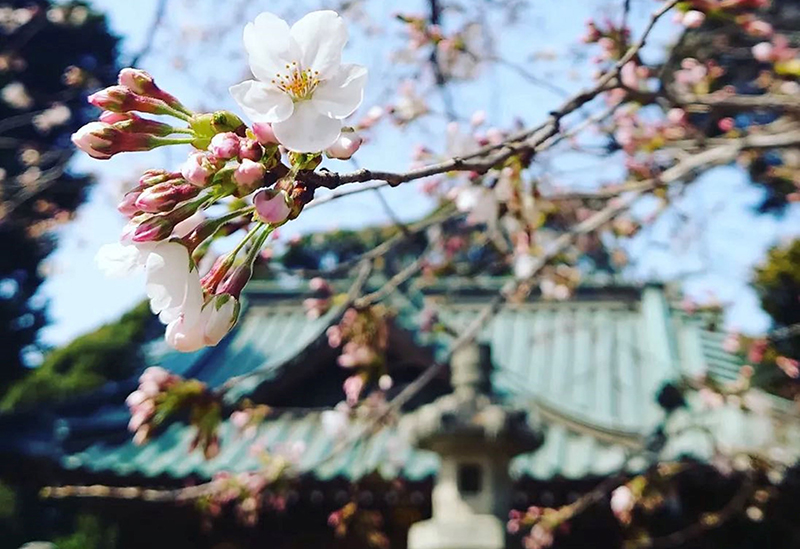 鶴峯八幡宮
