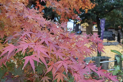 秋の画像2