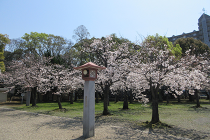 春の画像2