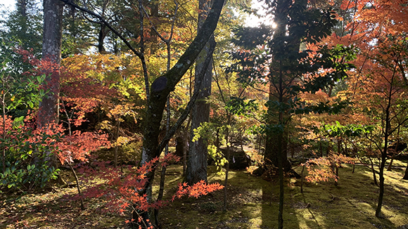 秋の画像1