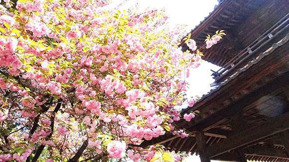春の画像1