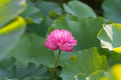 夏の画像2