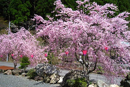 春の画像2