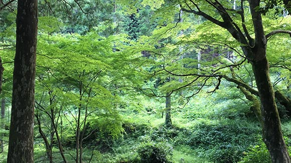 夏の画像1